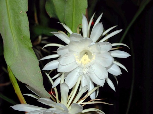 Epiphyllum oxypetalum queen - epiphyllum, (queen