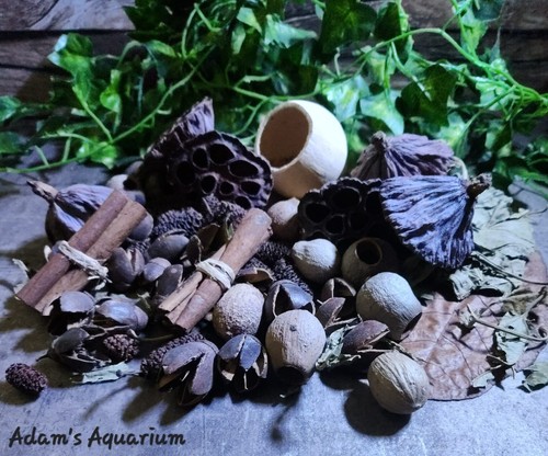 Large botanical enrichment box - large,