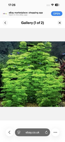 Limnophila sessiliflora 5stems - limnophila,
