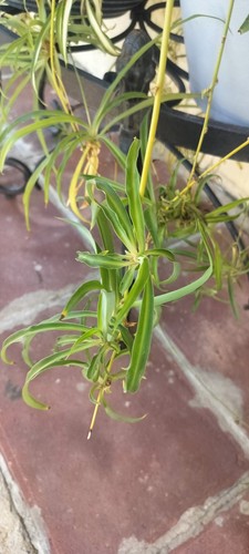 Spider plant pups - spider,