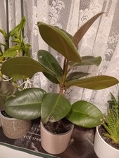 Ficus Robusta Rubber Plant