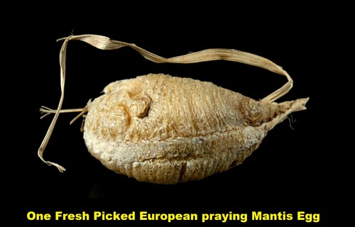 European praying mantis egg - european,