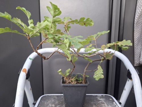 Part trained oak bonsai - 2,