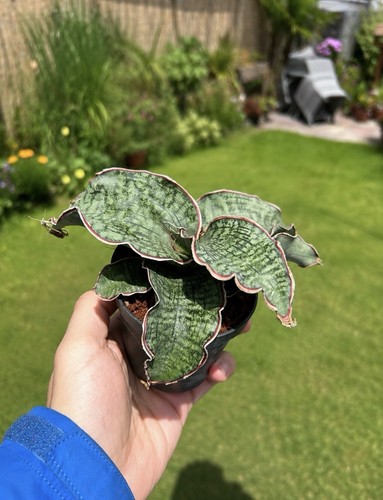Sansevieria kirkii silver blue - kirkii,