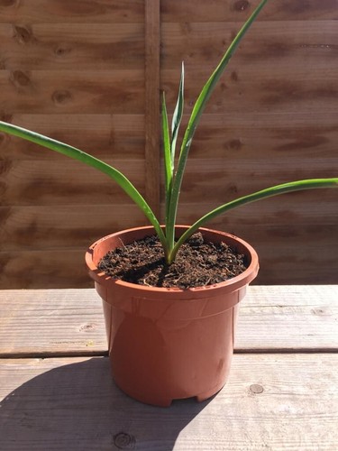 Small yucca plant collection - plant,