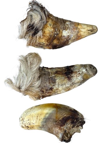 Medium bull horns - x,