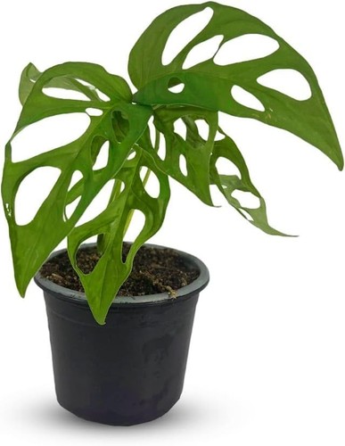 Monstera tigre leal - monstera,