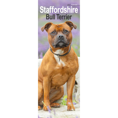 Staffordshire bull terrier - bull,