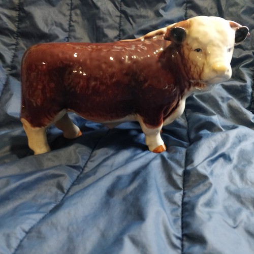 Prize hereford bull - hereford,