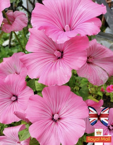 Lavatera seeds princess - 50, “princess
