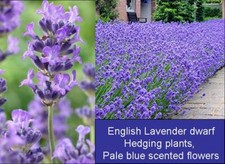 6x Lavandula Munstead fragrant lavender shrubs. Compact flowering hedge plants
