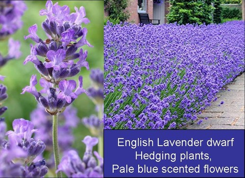 Lavandula munstead fragrant - lavandula,