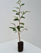 3 Green Beech Trees - Fagus Sylvatica - 20/30cm