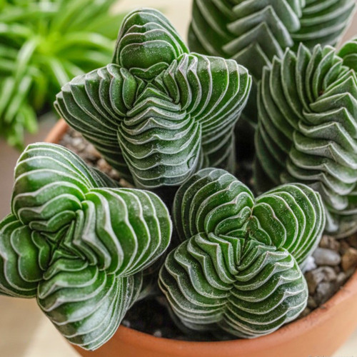 Crassula buddha s - crassula, ‘buddha’s