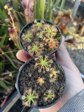 Pygmy Drosera, Mixed Pots x4
