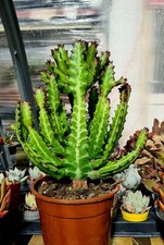 Euphorbia Lactea | LARGE