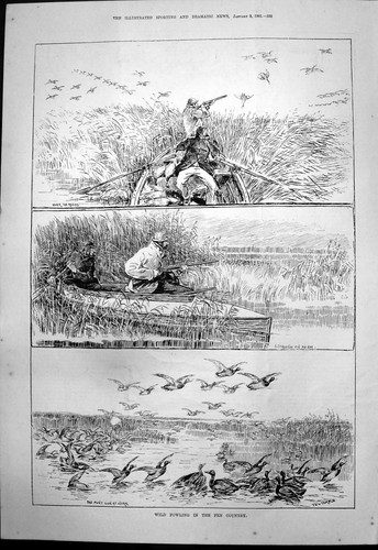 Antique old print wild fowling - print,