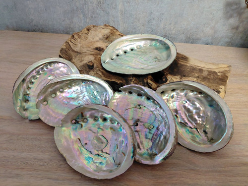 Abalone shell natural large - abalone,