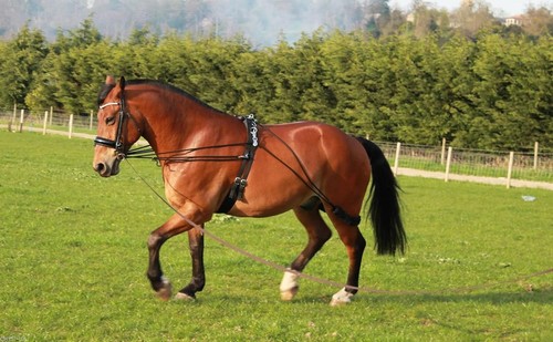 Cwell equine new horse - equine,