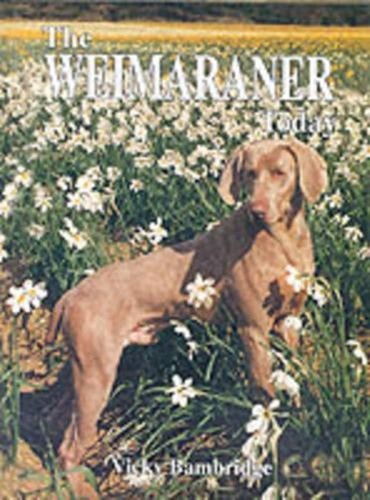The weimaraner today vicky - weimaraner,