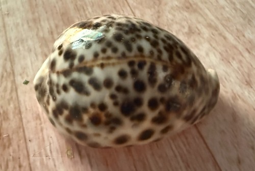 Big tiger cowrie shell - big,
