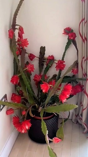 Red epiphylum orchid - orchid, cactus