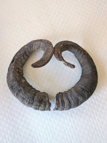 Pair real ram horns - real,