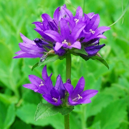 Campanula glomerata superba - campanula, 'superba'