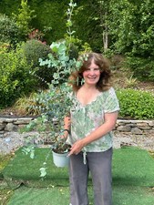 1 x Eucalyptus Tree. Evergreen (Gunneri)