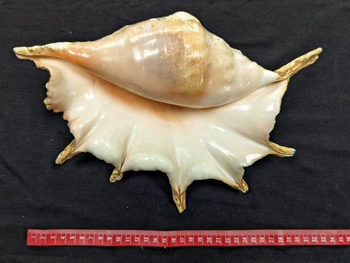 Vintage giant spider conch - vintage,