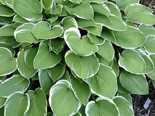 Hosta chariots fire lt - of,