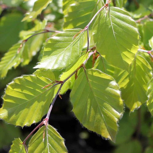 Fagus sylvatica european - fagus, |