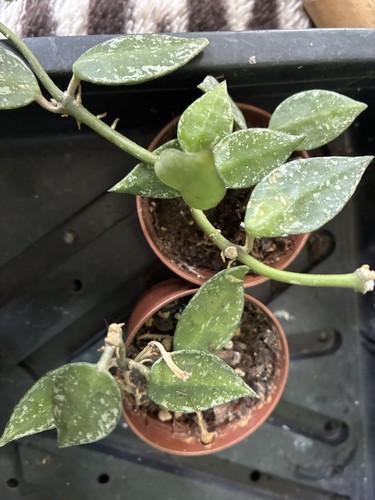 Hoya same both for price - hoya,