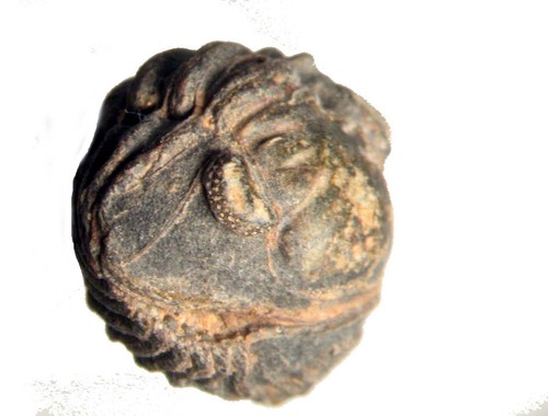 Devonian acastoides juvenile - acastoides,
