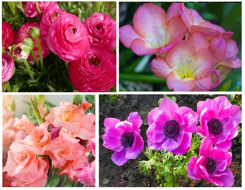 50x pink summer flowering - pink,
