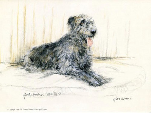 Irish wolfhound limited - irish,