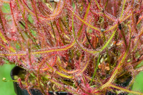100 drosera mixed - drosera, seeds