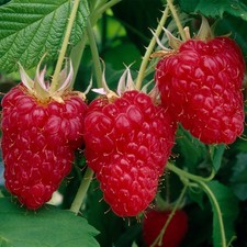 20x Raspberry Canes 'Polka' Plants Bare Root Garden Fruit Autumn - Ready now