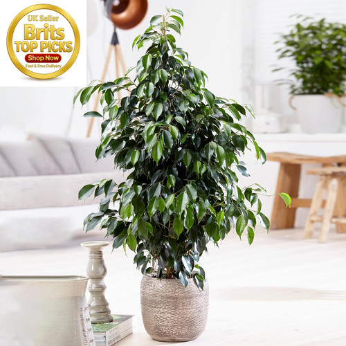 Weeping fig large indoor house - weeping,