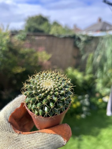 Mammillaria rhodantha - , –