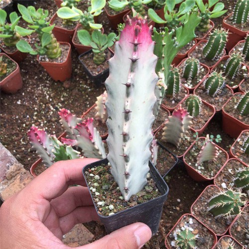 8cm succulent cactus plant - 8cm,
