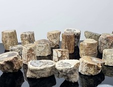 1X Fossil Wood Branch / Stump