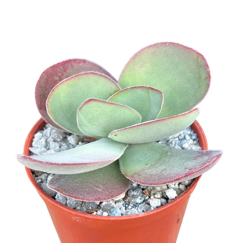 Crassula cotyledonis uk - -,