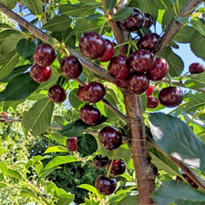 5  Sweet Cherry Tree seeds
