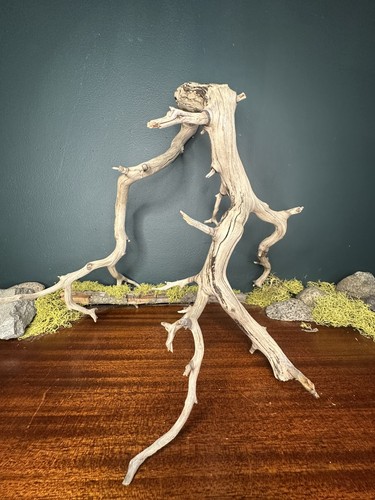 Large manzanita - large, 18”