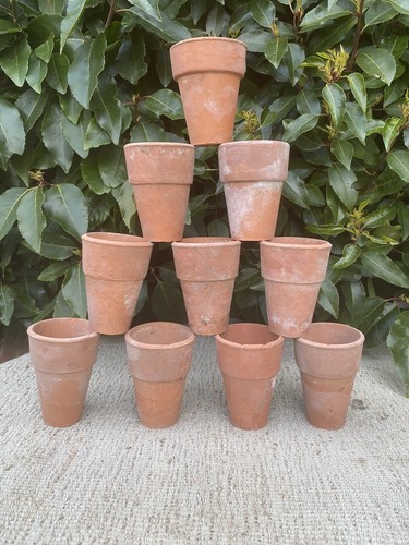 Vintage terracotta plant - 10,