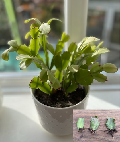 Christmas cactus