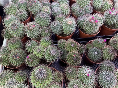 Mammillaria polythele