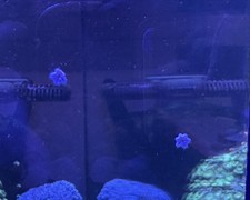 Asterina Starfish, Harlequin