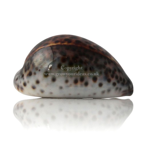 Cowrie tiger large 9cm - cowrie,